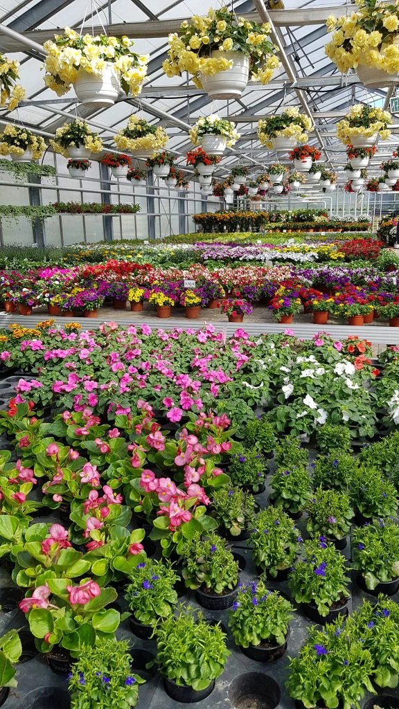 Farn, Monstera und Sukkulenten in Terrakottatöpfen auf einem Holzregal